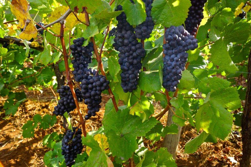 winogrona pinot noir