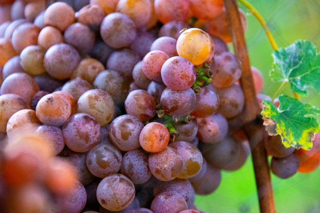 Gewürztraminer – szczep i wino.  Jak smakuje i jak kupować? Kompletny przyrodnik.