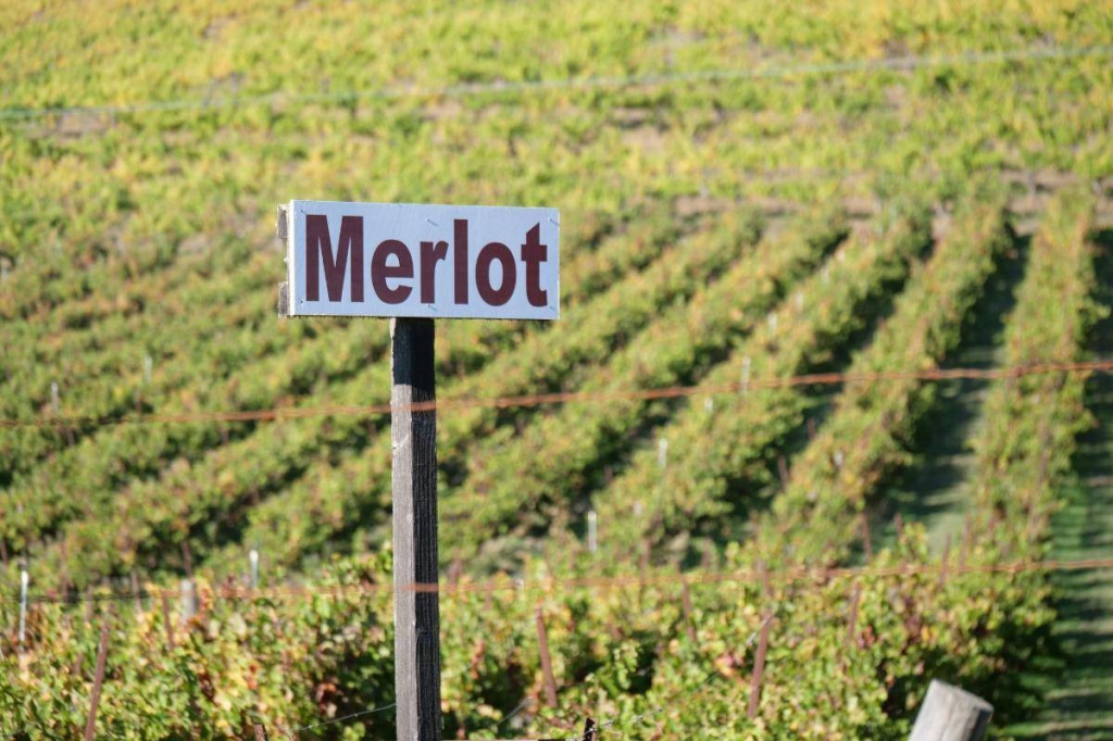 Wina Merlot –  co trzeba wiedzieć przed zakupem?