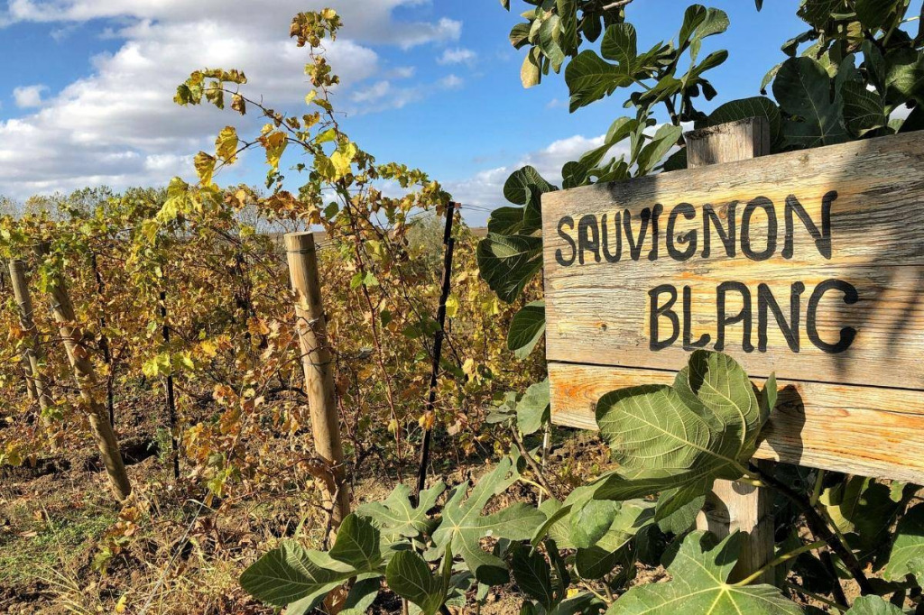 Wino Sauvignon Blanc –  jakie wybrać? Wszystko, co powinieneś o nim wiedzieć.