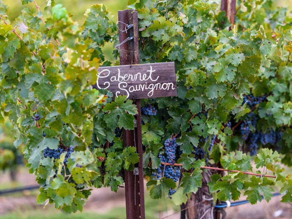 Czym jest Cabernet Sauvignon? Kompendium wiedzy